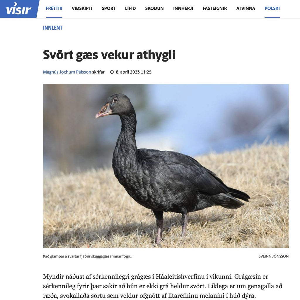 Svört gæs - málverk